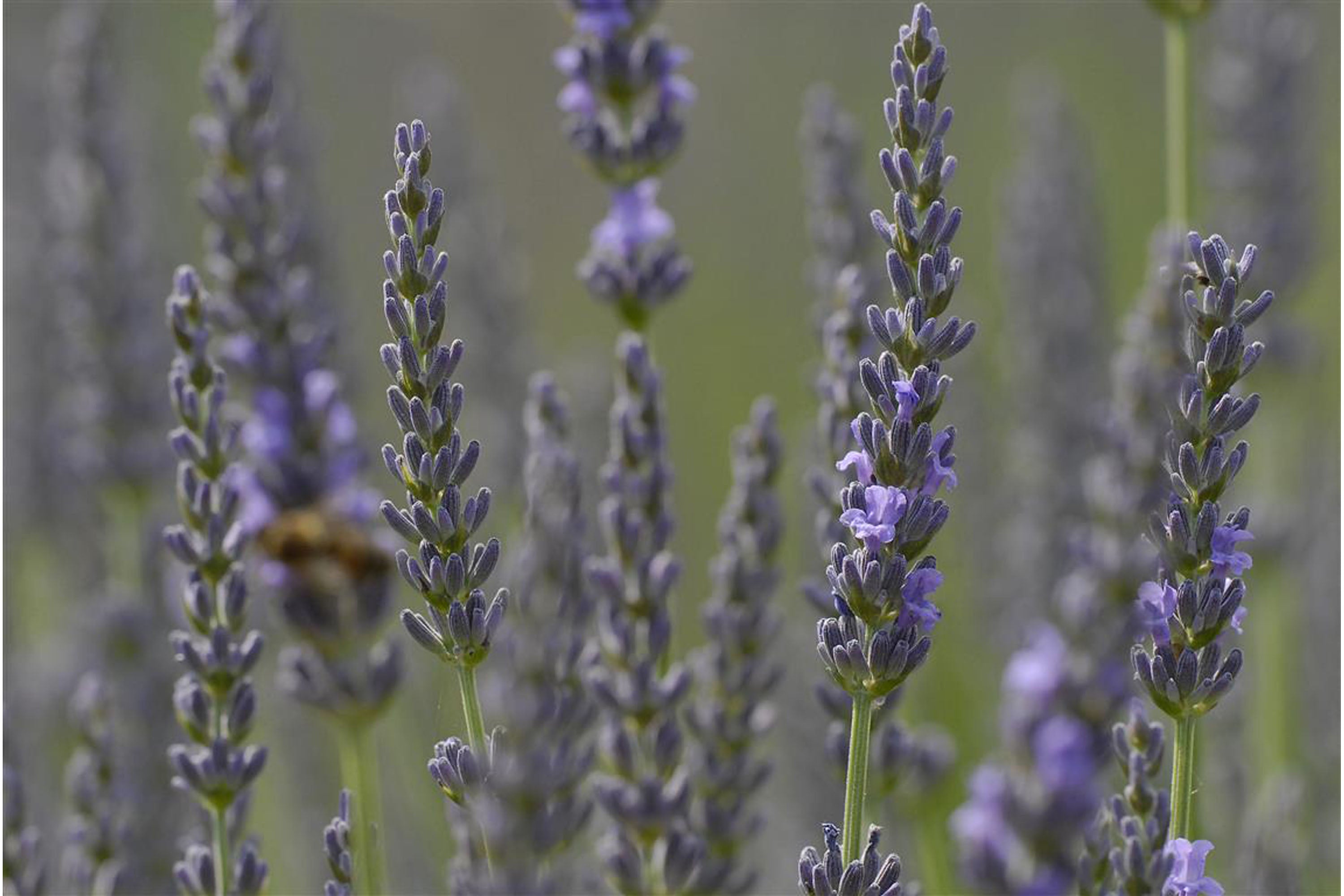 Lavendel fein bio