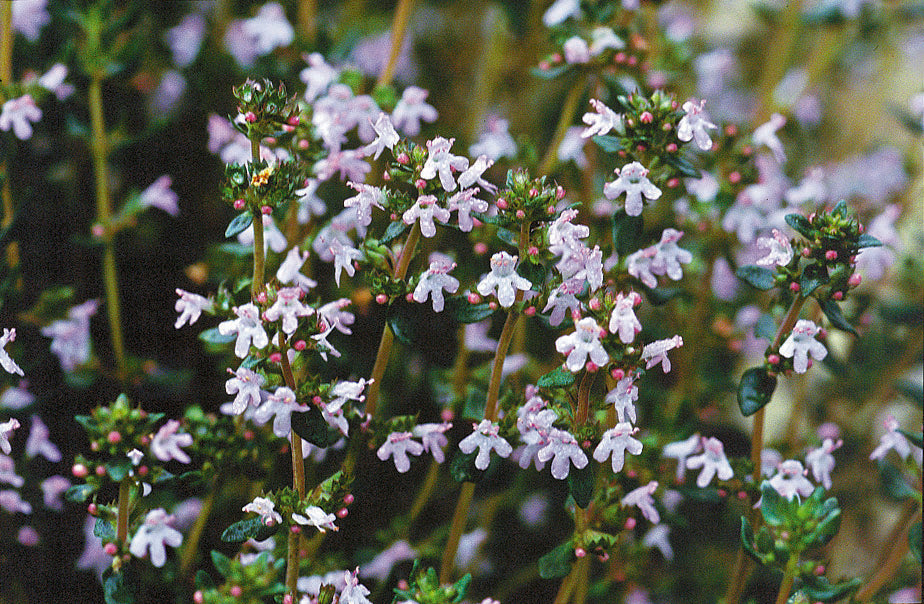 Thymian Linalool bio
