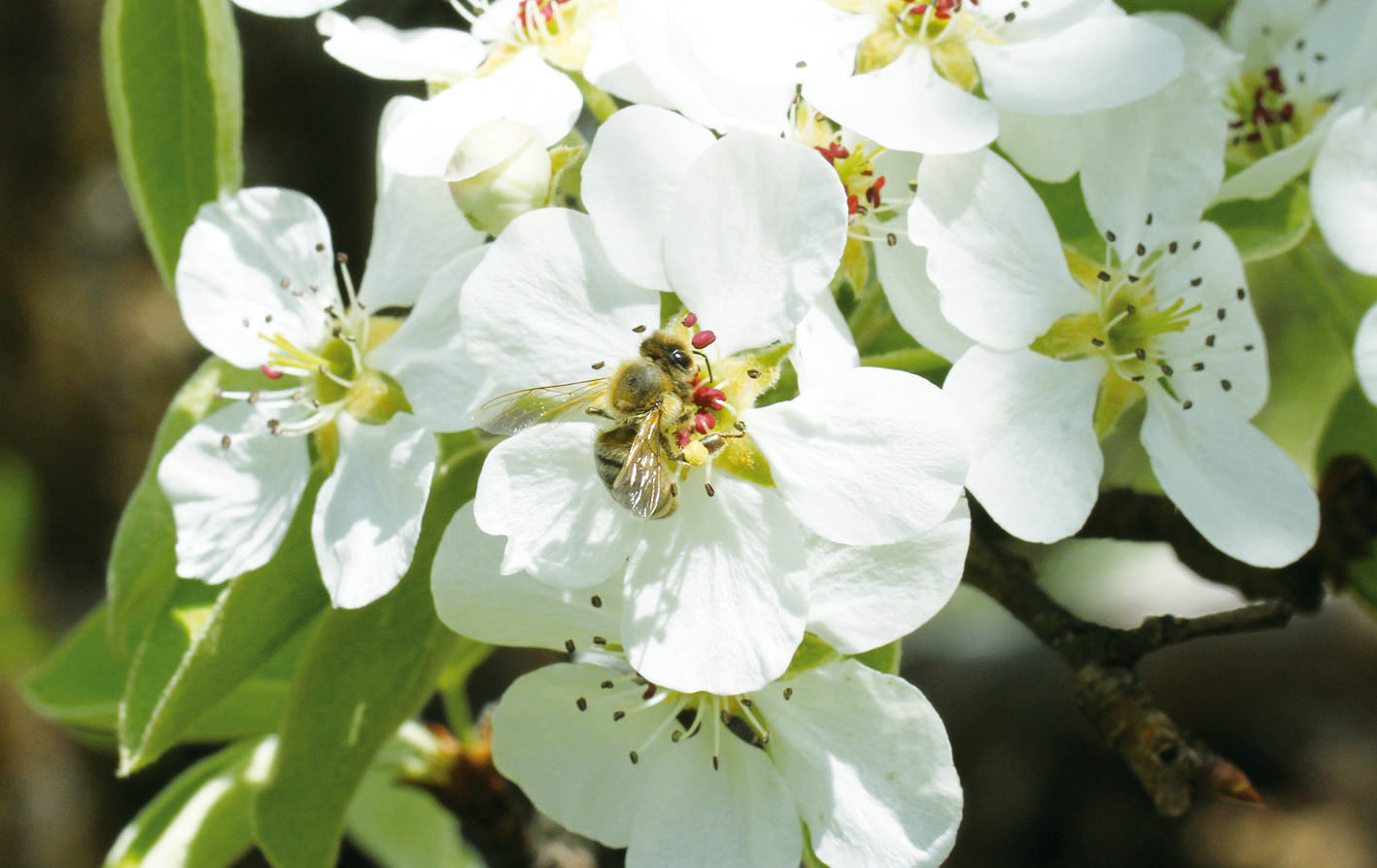Weltbienentag – Warum Bienen so wichtig sind und wie natürliche Bienenprodukte uns im Alltag begleiten