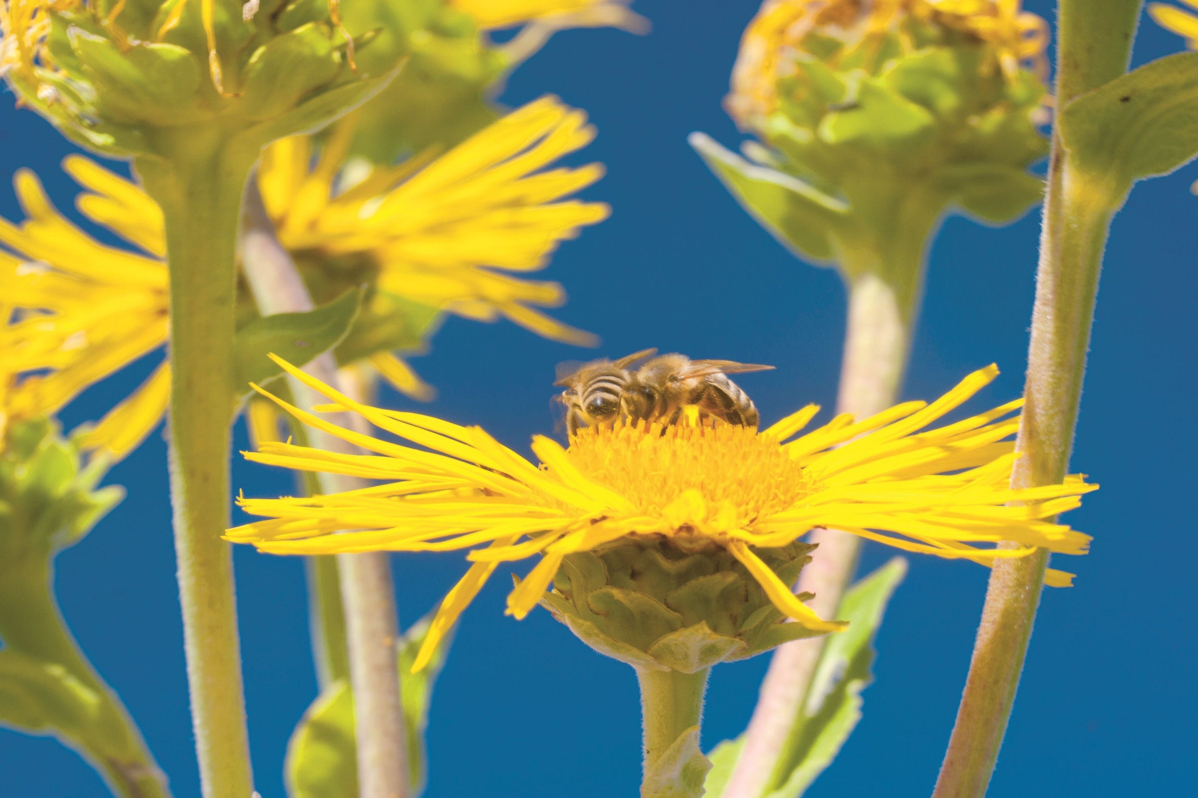 Bienenprodukte