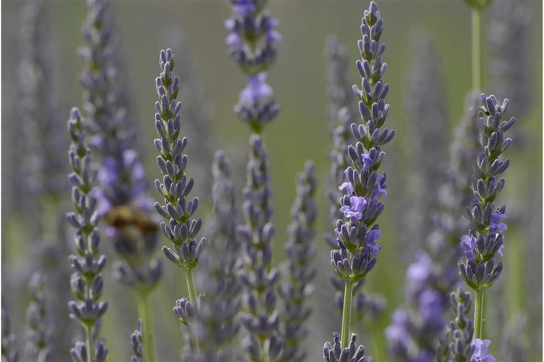 Lavendel fein bio