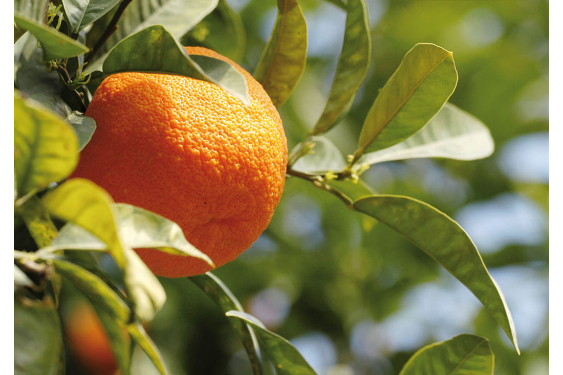 Orange bio