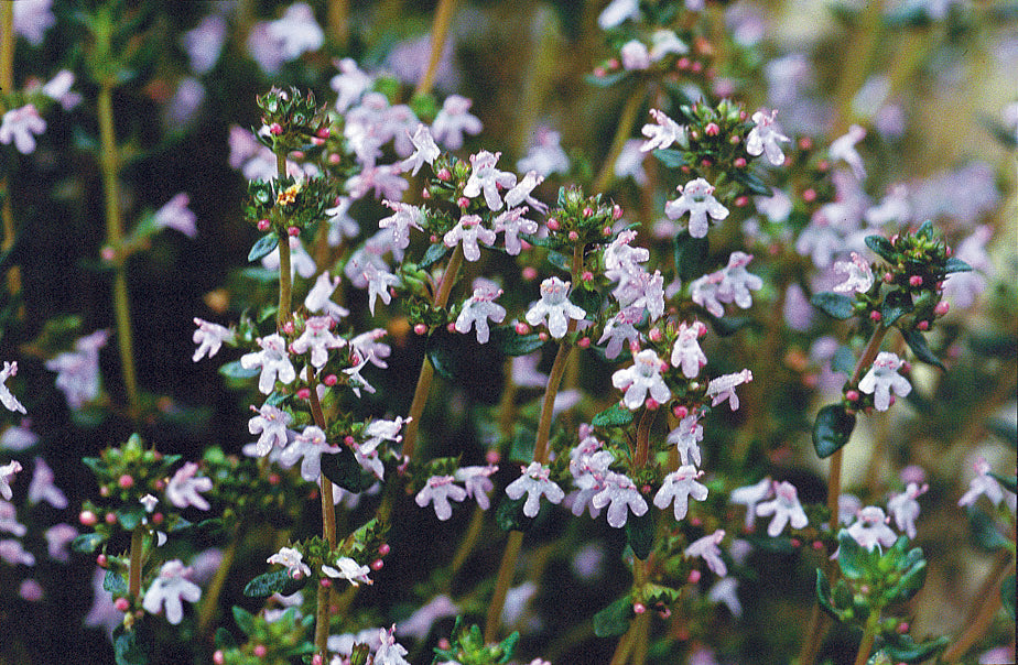 Thymian Linalool bio